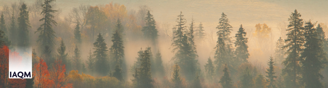 Autumn trees shrouded in mist